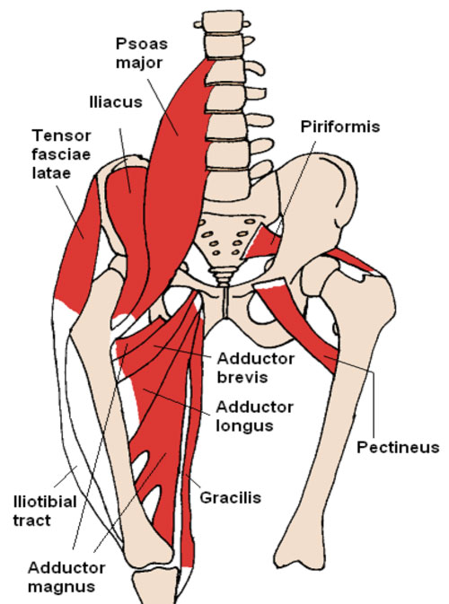 pelvis hip adductor muscles