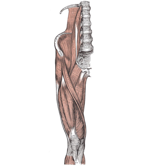 Snapping hip syndrome (Coxa saltans) anterior thigh muscles