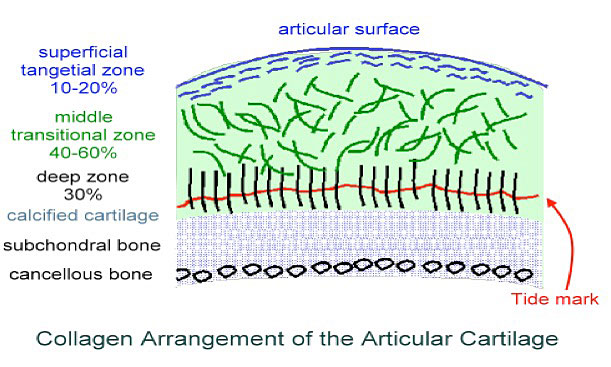 Articular Surface
