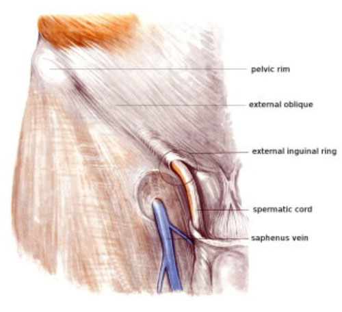 groin canal inguinal canal