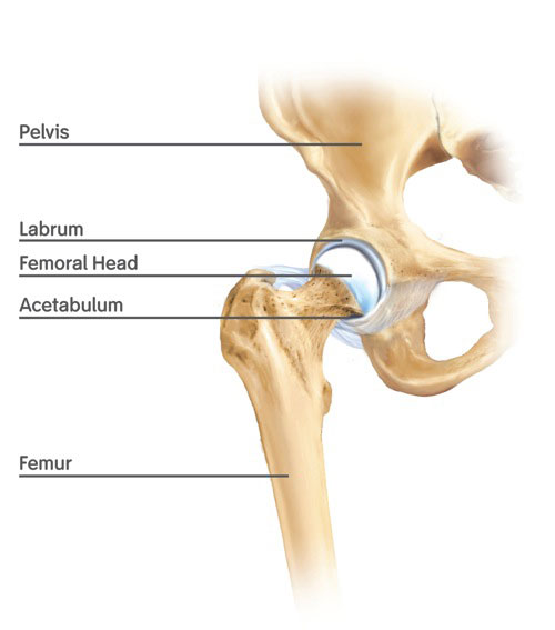 The Hip Joint