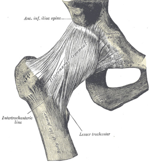 Hip capsule and ligaments