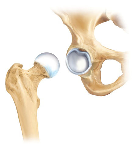 Labrum