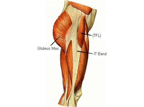 muscles of the lateral side of the thigh